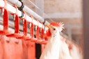 Agritech & stalsystemen